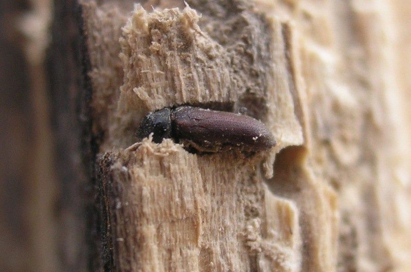 Jak wytępić szkodniki zasiedlające drewno