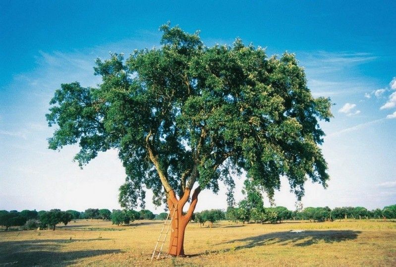 Magia korka, czyli ciepło o każdej porze roku