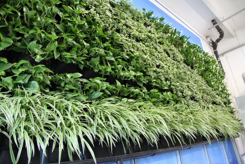 Rośliny mają moc – zielona ściana w fabryce Interprint