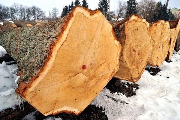 Rozstrzygnięcie pierwszych przetargów na drewno w 2013